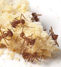 Top 4 Ant Species in Singapore Homes